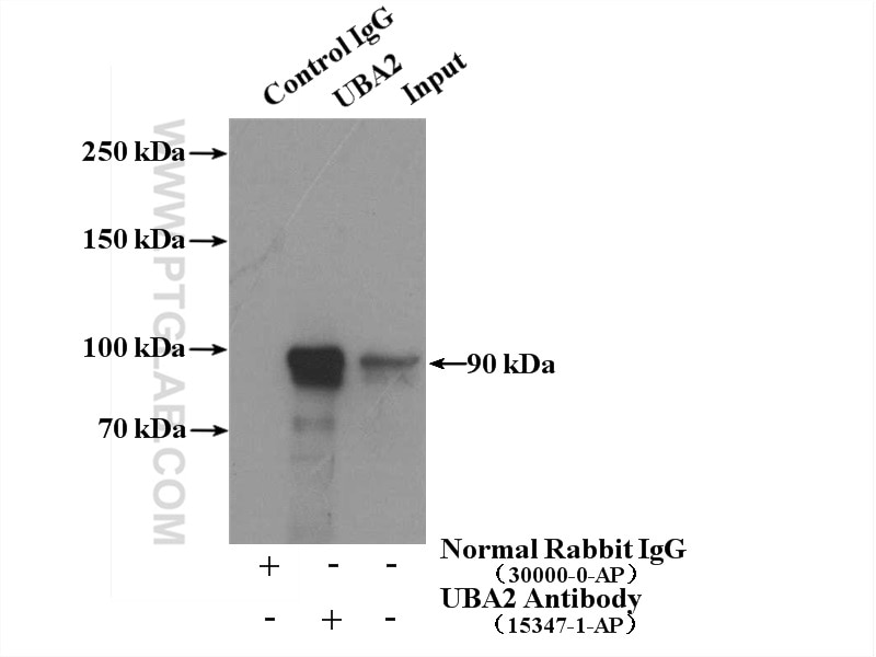 Immunoprecipitation (IP) experiment of Jurkat cells using UBA2 Polyclonal antibody (15347-1-AP)