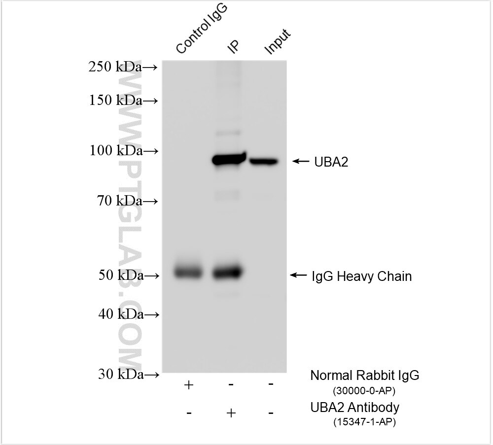 Immunoprecipitation (IP) experiment of Jurkat cells using UBA2 Polyclonal antibody (15347-1-AP)