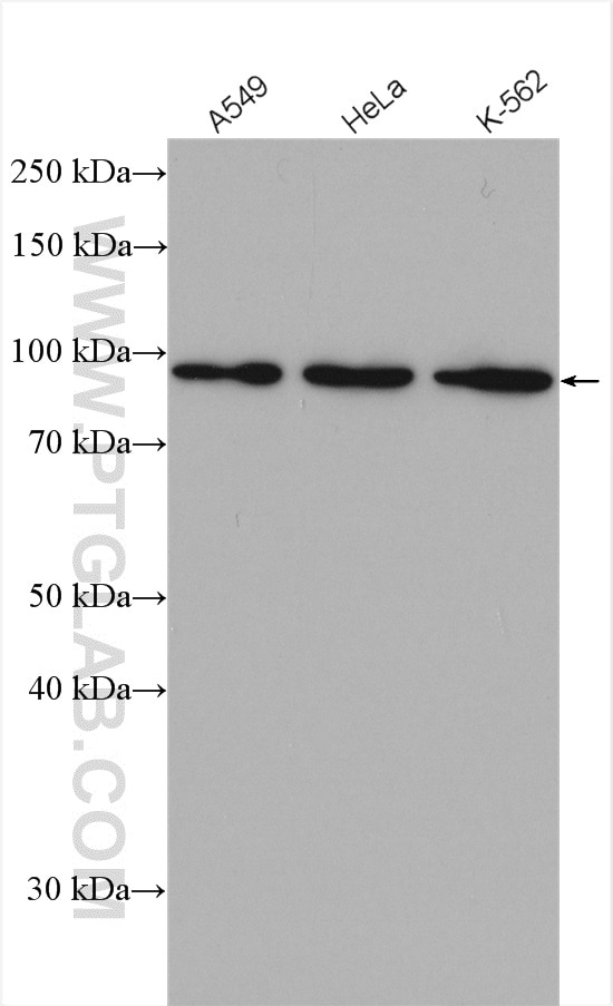 Western Blot (WB) analysis of various lysates using UBA2 Polyclonal antibody (15347-1-AP)