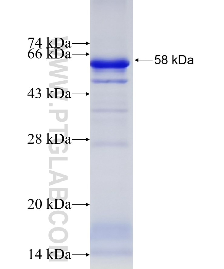 UBA2 fusion protein Ag7582 SDS-PAGE