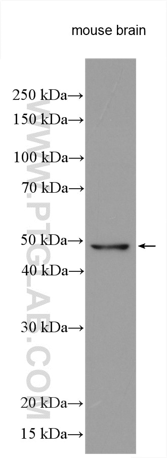 Western Blot (WB) analysis of various lysates using UBA3 Polyclonal antibody (13857-1-AP)