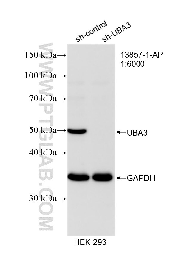 Western Blot (WB) analysis of HEK-293 cells using UBA3 Polyclonal antibody (13857-1-AP)