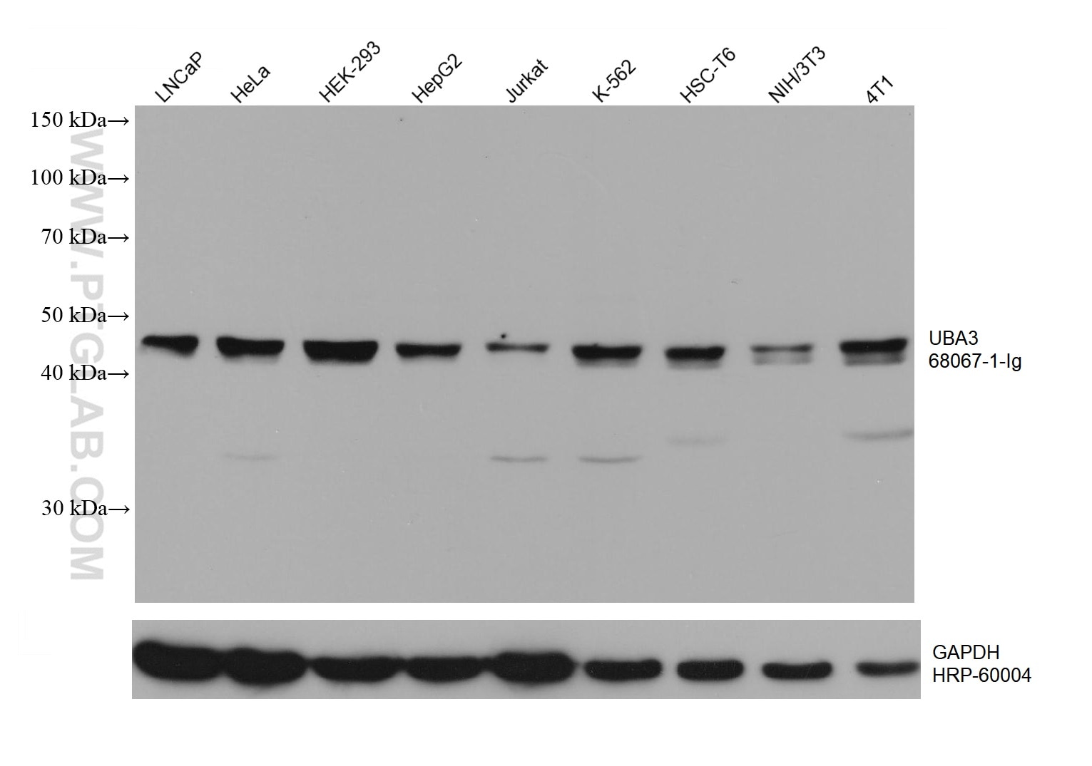 Western Blot (WB) analysis of various lysates using UBA3 Monoclonal antibody (68067-1-Ig)