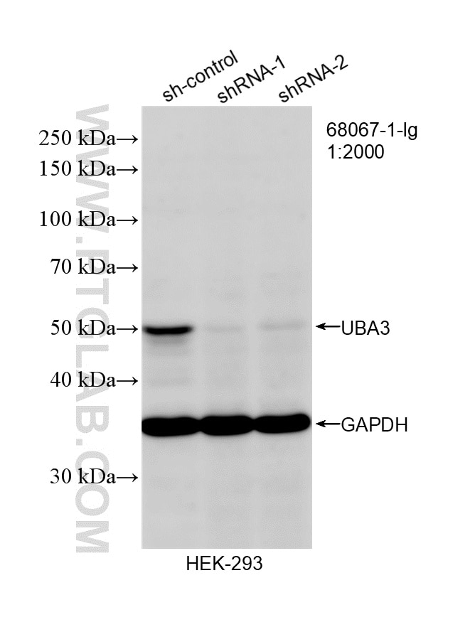 Western Blot (WB) analysis of HEK-293 cells using UBA3 Monoclonal antibody (68067-1-Ig)