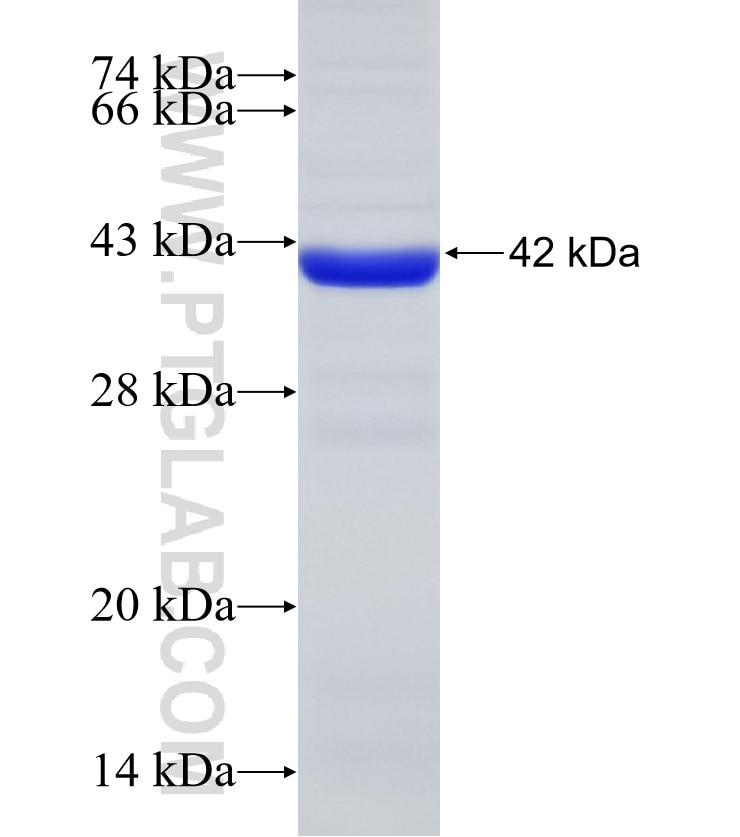 UBA3 fusion protein Ag31051 SDS-PAGE