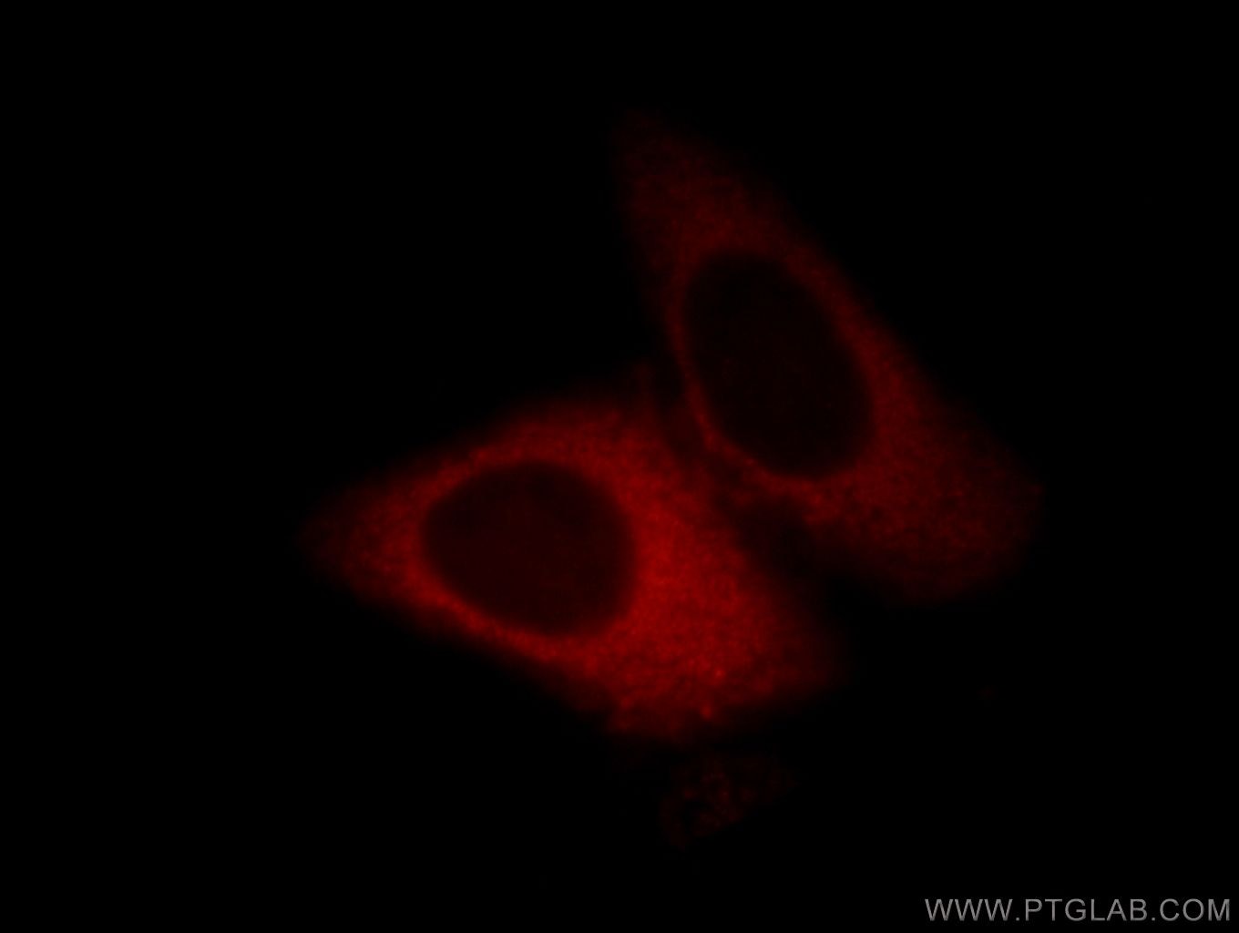 Immunofluorescence (IF) / fluorescent staining of HepG2 cells using UBA5 Polyclonal antibody (12093-1-AP)