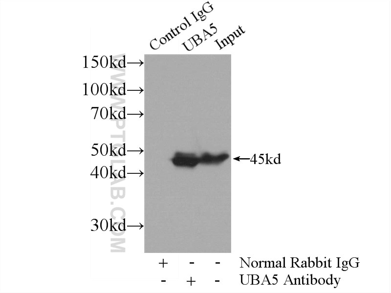 Immunoprecipitation (IP) experiment of HeLa cells using UBA5 Polyclonal antibody (12093-1-AP)