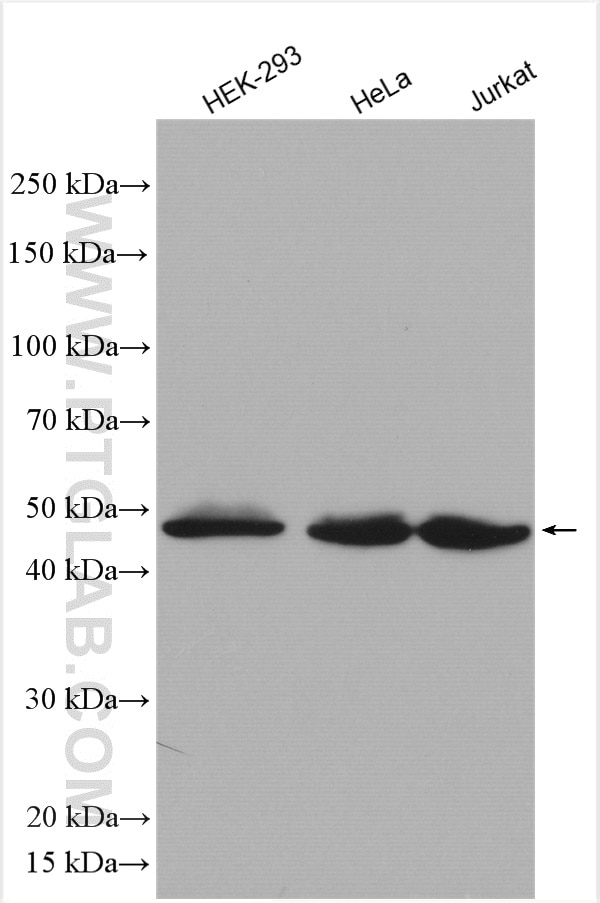 Western Blot (WB) analysis of various lysates using UBA5 Polyclonal antibody (12093-1-AP)