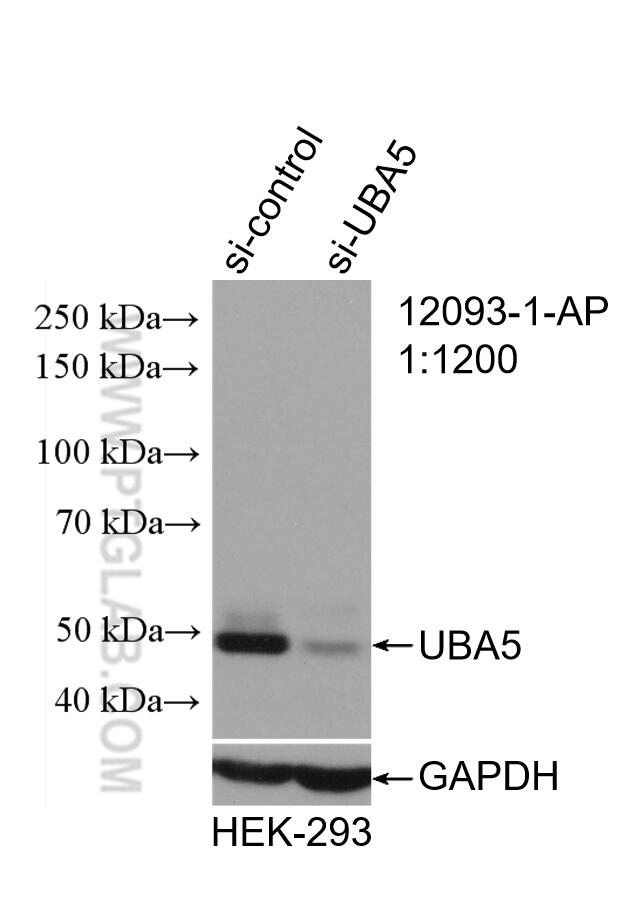 Western Blot (WB) analysis of HEK-293 cells using UBA5 Polyclonal antibody (12093-1-AP)