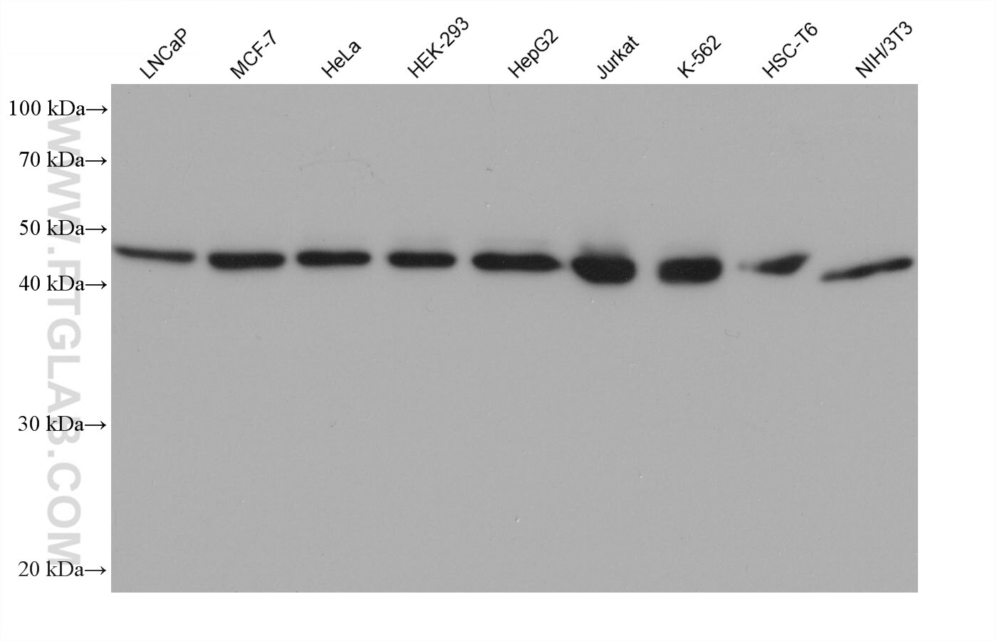 Western Blot (WB) analysis of various lysates using UBA5 Monoclonal antibody (68537-1-Ig)