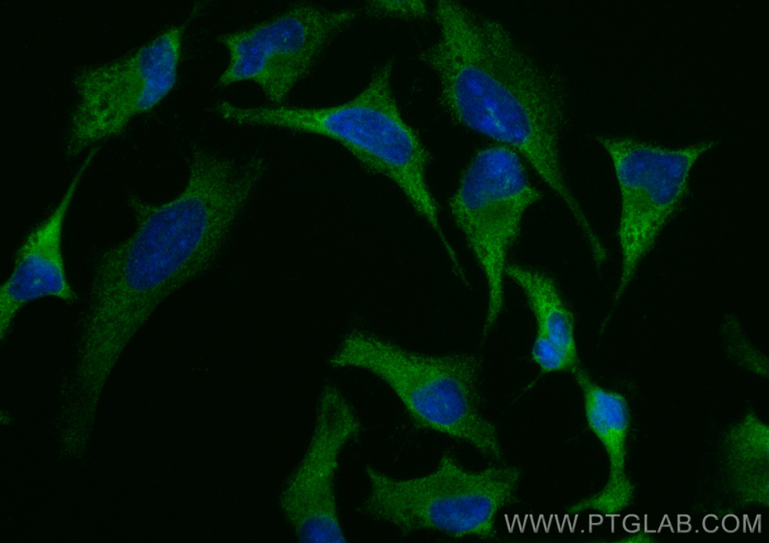 Immunofluorescence (IF) / fluorescent staining of HeLa cells using CoraLite® Plus 488-conjugated UBA5 Polyclonal anti (CL488-12093)