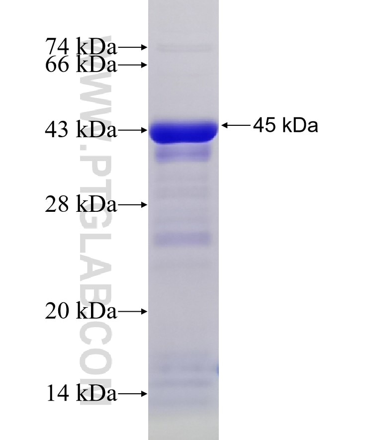 UBA5 fusion protein Ag33685 SDS-PAGE