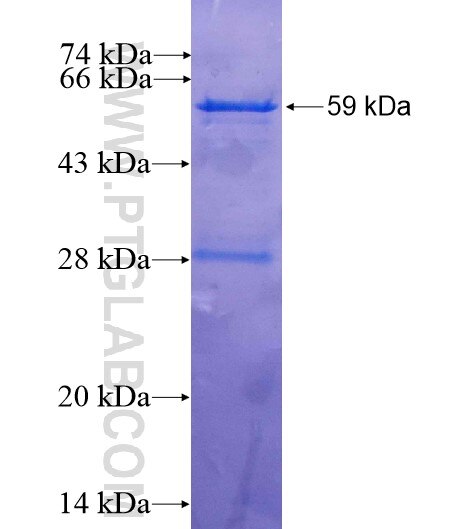 UBA5 fusion protein Ag2734 SDS-PAGE