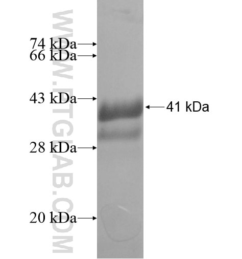 UBA52 fusion protein Ag12669 SDS-PAGE