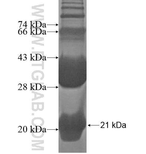 UBA52 fusion protein Ag12687 SDS-PAGE