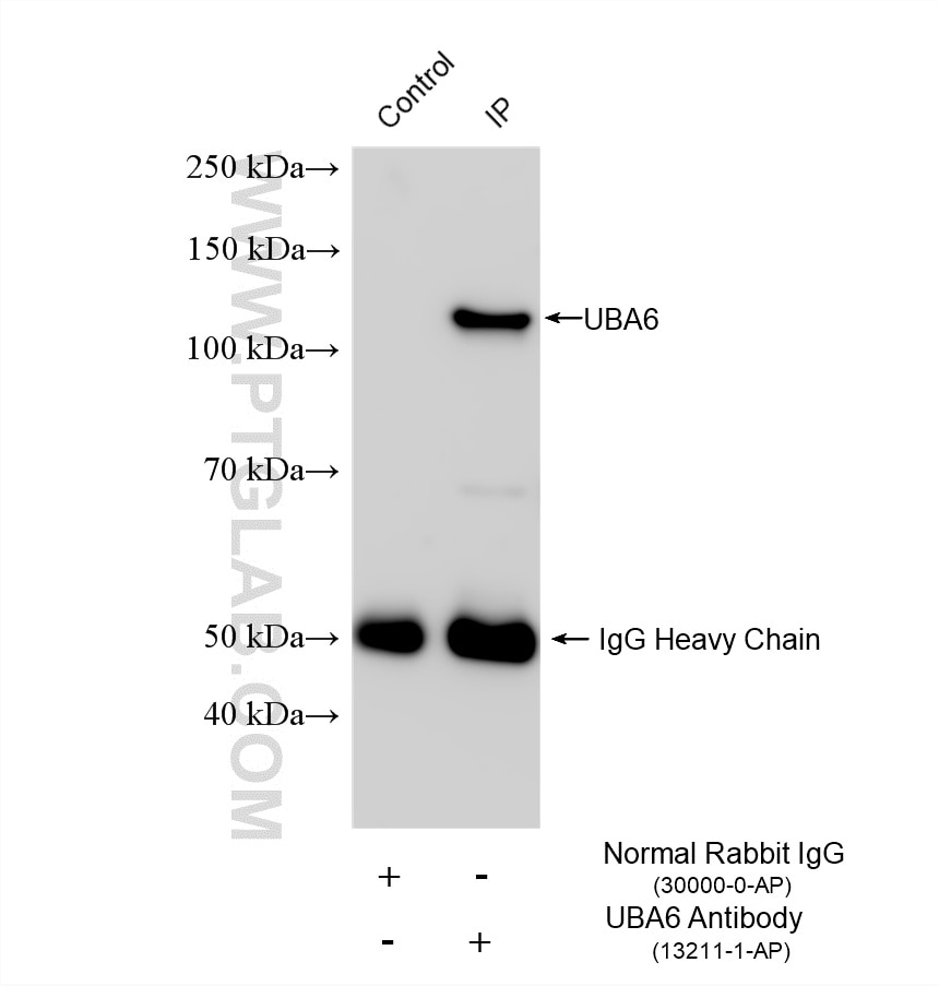 Immunoprecipitation (IP) experiment of HEK-293 cells using UBA6 Polyclonal antibody (13211-1-AP)