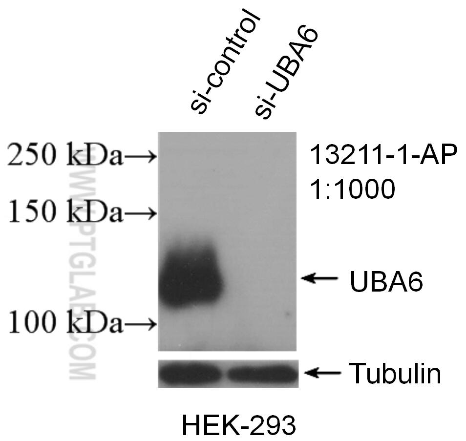 Western Blot (WB) analysis of HEK-293 cells using UBA6 Polyclonal antibody (13211-1-AP)