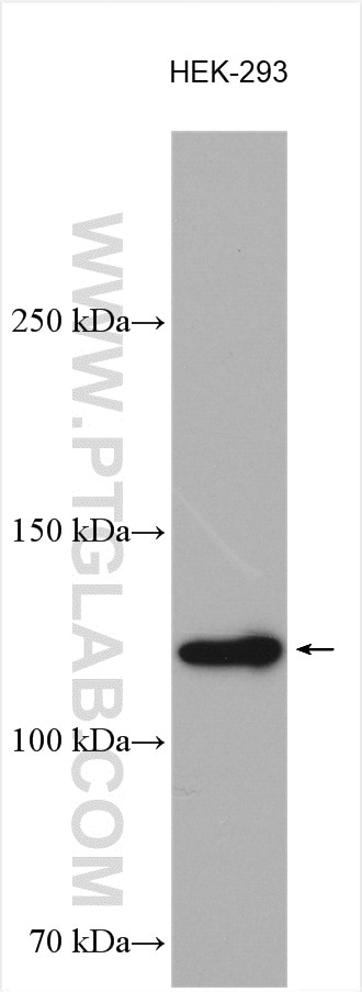 Western Blot (WB) analysis of various lysates using UBA6 Polyclonal antibody (13211-1-AP)