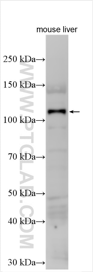 Western Blot (WB) analysis of various lysates using UBE1L Polyclonal antibody (15818-1-AP)