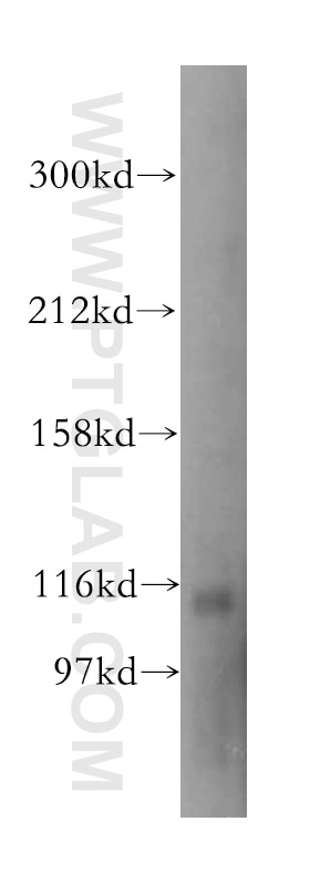 UBE1L Polyclonal antibody