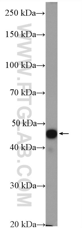 Western Blot (WB) analysis of mouse brain tissue using UBAC1 Polyclonal antibody (19844-1-AP)