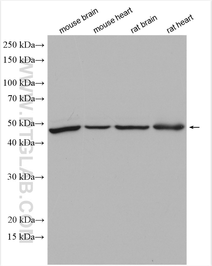 Western Blot (WB) analysis of various lysates using UBAC1 Polyclonal antibody (19844-1-AP)