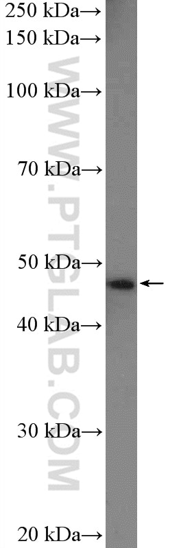 Western Blot (WB) analysis of mouse heart tissue using UBAC1 Polyclonal antibody (19844-1-AP)