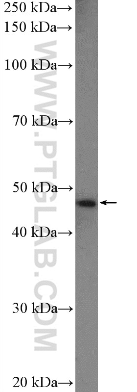 WB analysis of mouse heart using 19844-1-AP