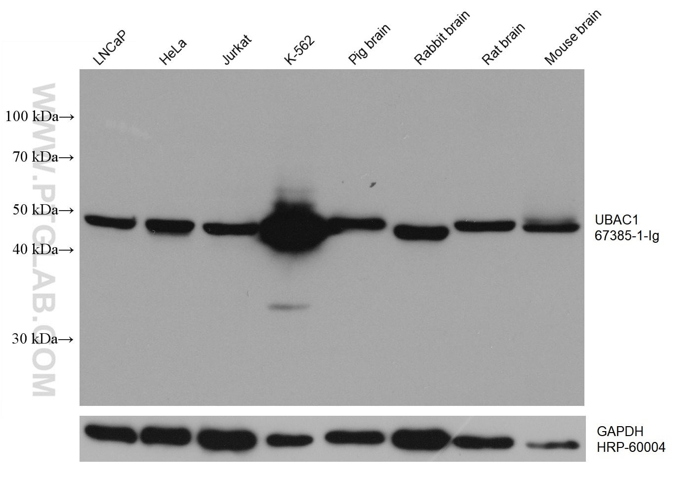 Western Blot (WB) analysis of various lysates using UBAC1 Monoclonal antibody (67385-1-Ig)