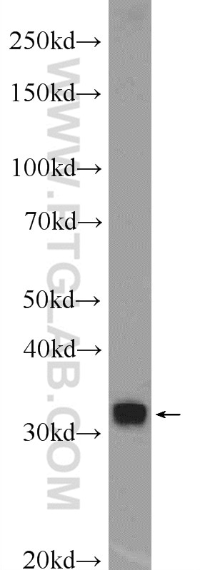 Western Blot (WB) analysis of HEK-293 cells using UBAC2 Polyclonal antibody (25122-1-AP)