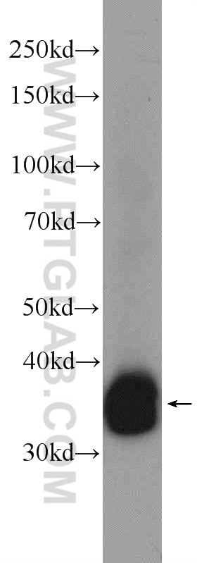 Western Blot (WB) analysis of mouse kidney tissue using UBAC2 Polyclonal antibody (25122-1-AP)