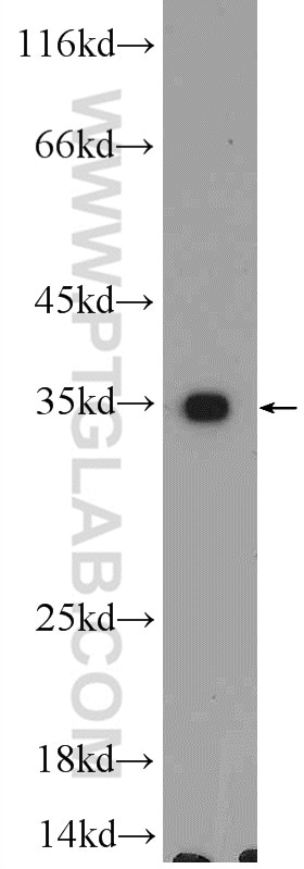 Western Blot (WB) analysis of MCF-7 cells using UBAC2 Polyclonal antibody (25122-1-AP)