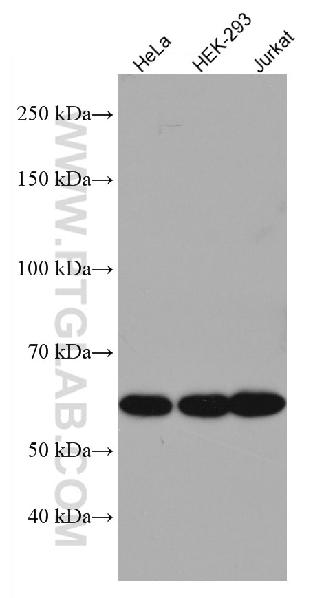 Western Blot (WB) analysis of various lysates using UBAP1 Monoclonal antibody (66993-1-Ig)