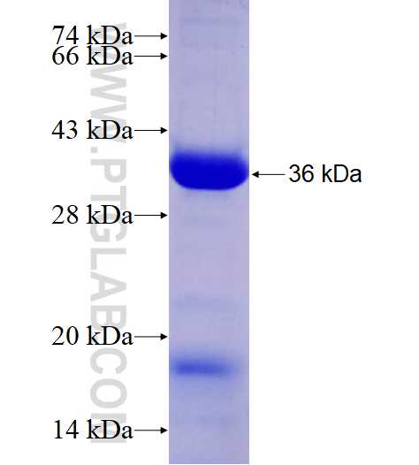 UBAP1 fusion protein Ag17675 SDS-PAGE