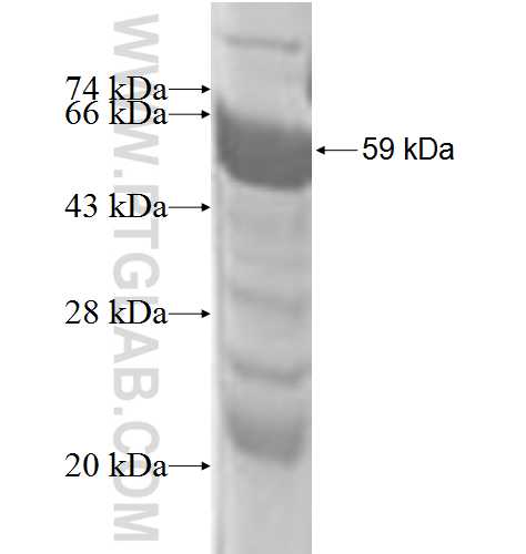 UBAP1 fusion protein Ag3055 SDS-PAGE