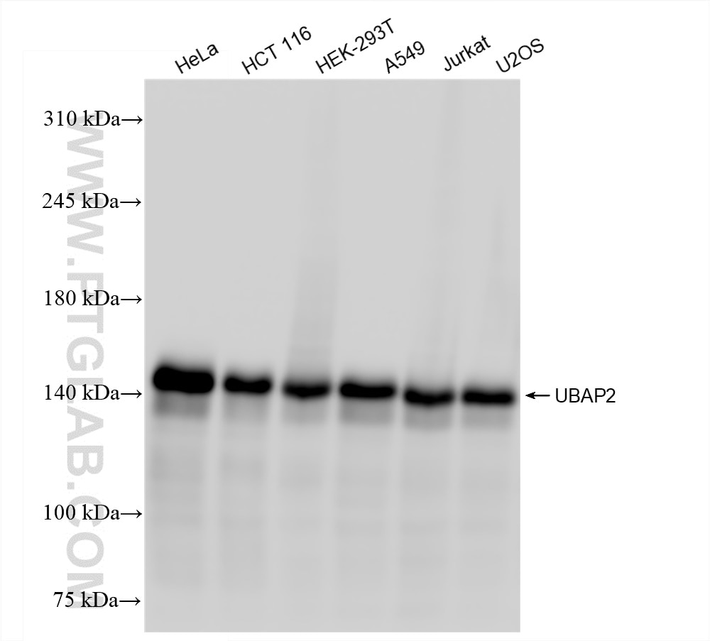 Western Blot (WB) analysis of various lysates using UBAP2 Recombinant antibody (83885-2-RR)