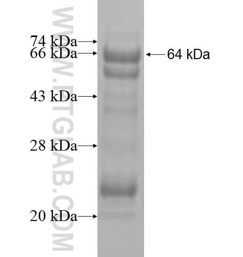UBAP2L fusion protein Ag7715 SDS-PAGE