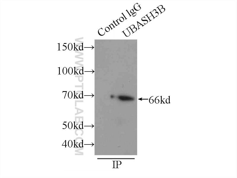 Immunoprecipitation (IP) experiment of mouse kidney tissue using UBASH3B/STS 1 Polyclonal antibody (19563-1-AP)