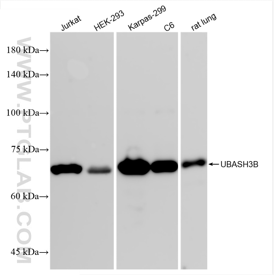Various lysates were subjected to SDS PAGE followed by western blot with 85904-1-RR (UBASH3B antibody) at dilution of 1:10000 incubated at room temperature for 1.5 hours. Western Blot (WB) analysis of various lysates using UBASH3B Recombinant antibody (85904-1-RR)