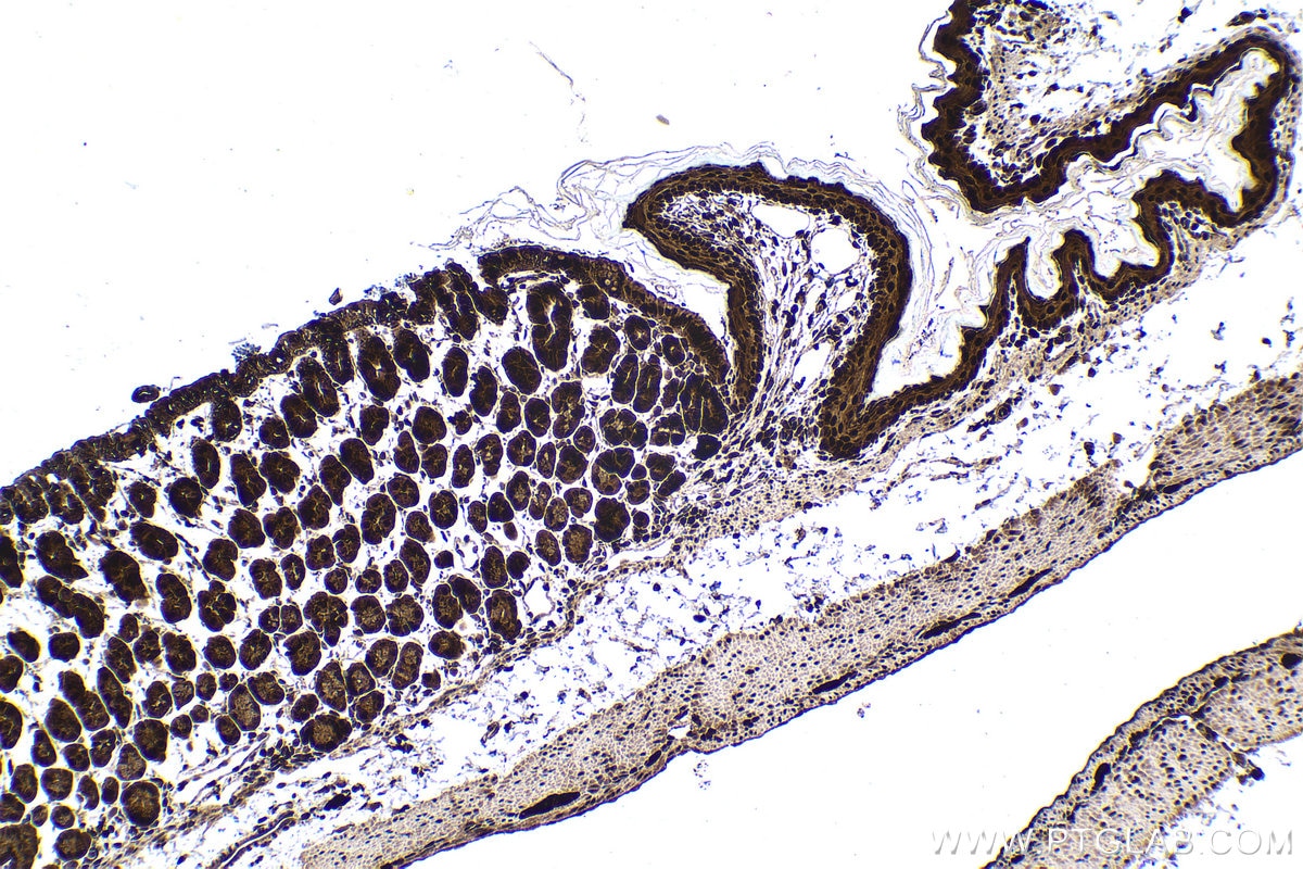 Immunohistochemistry (IHC) staining of mouse stomach tissue using UBC Polyclonal antibody (10457-1-AP)