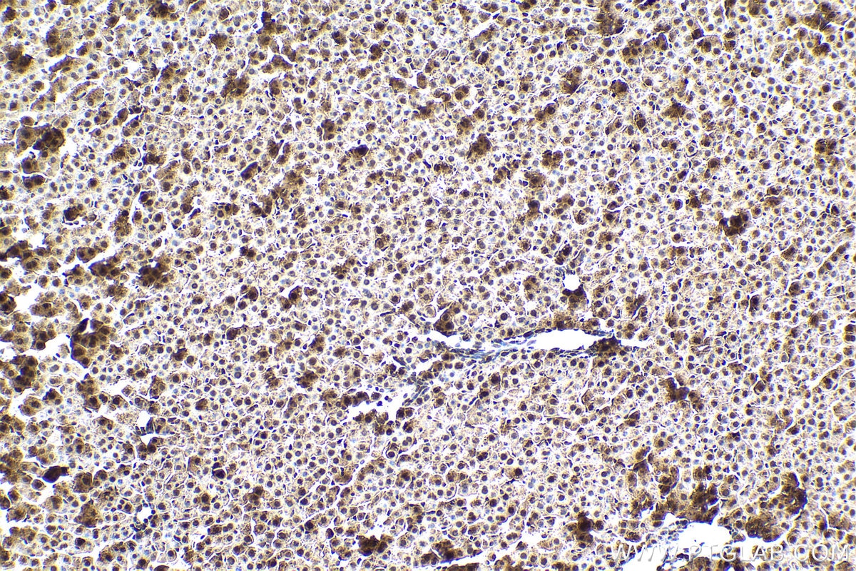 IHC staining of rat liver using 10457-1-AP