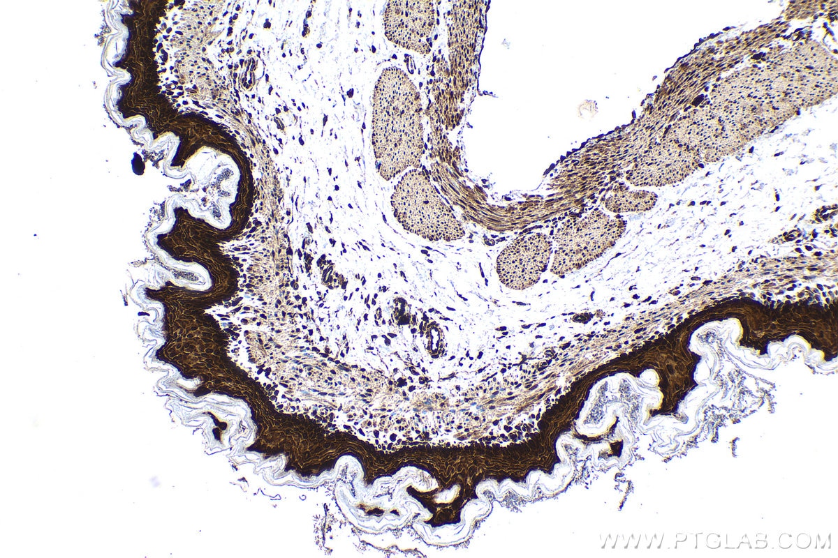 IHC staining of rat stomach using 10457-1-AP