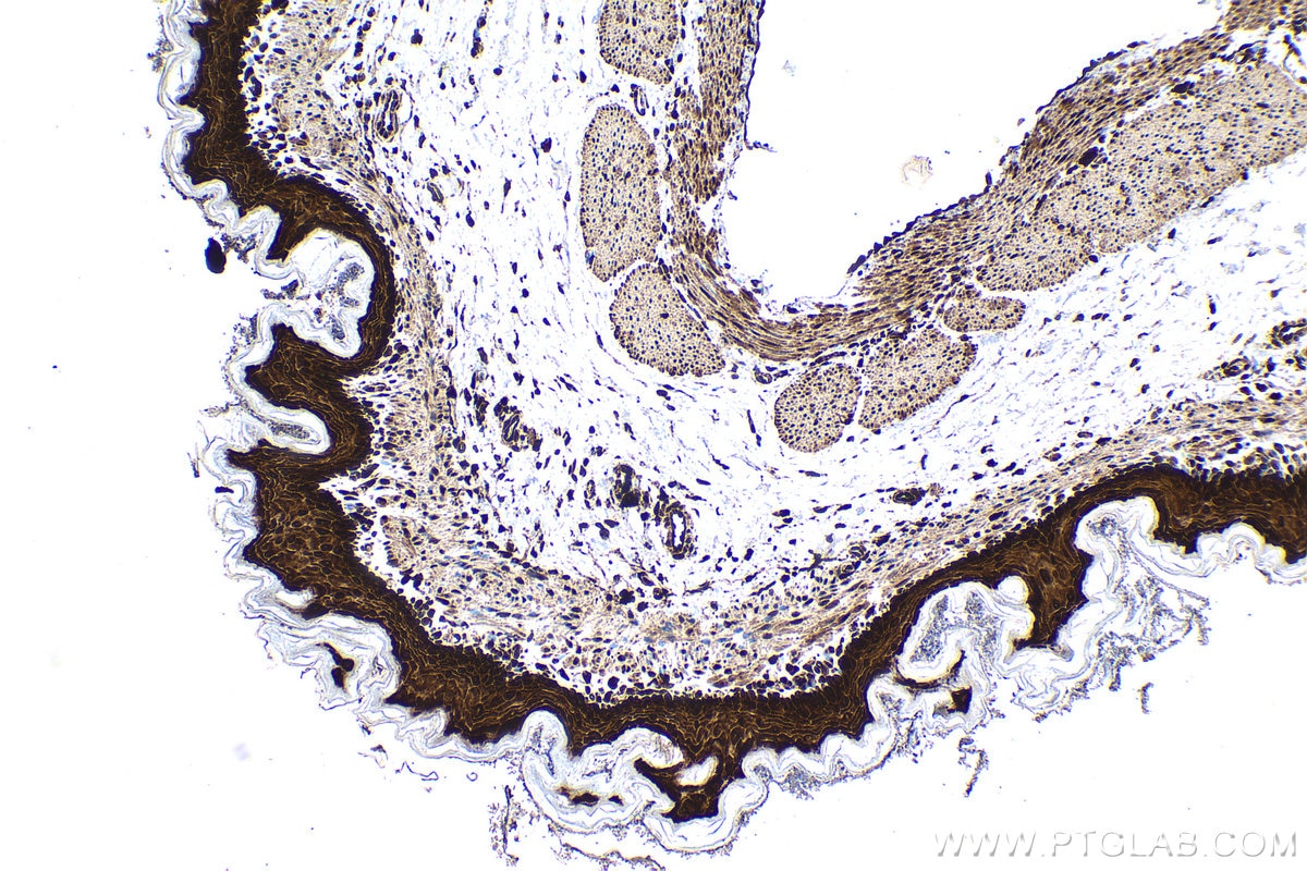 Immunohistochemistry (IHC) staining of rat stomach tissue using UBC Polyclonal antibody (10457-1-AP)