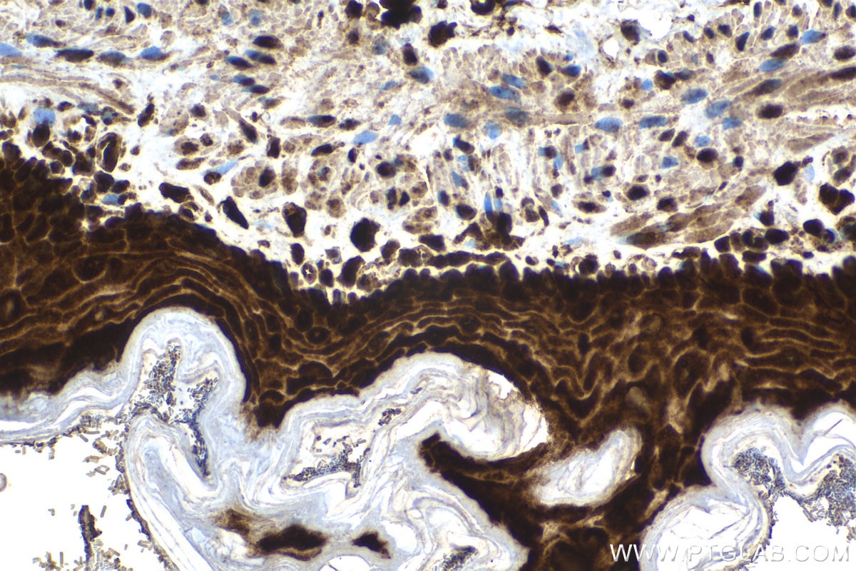 Immunohistochemistry (IHC) staining of rat stomach tissue using UBC Polyclonal antibody (10457-1-AP)