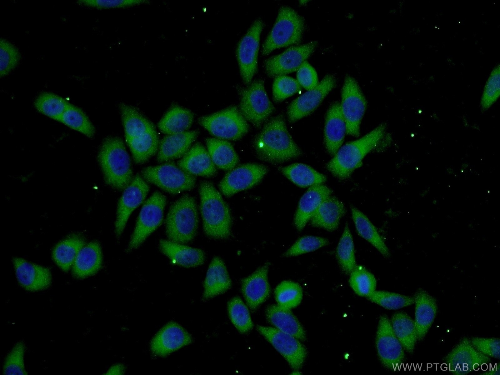 Immunofluorescence (IF) / fluorescent staining of L02 cells using UBC12 Polyclonal antibody (14520-1-AP)