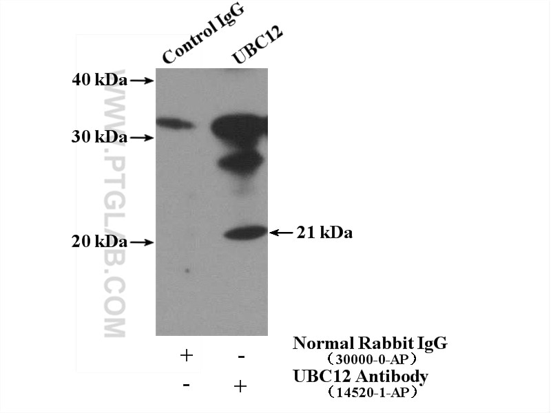 Immunoprecipitation (IP) experiment of L02 cells using UBC12 Polyclonal antibody (14520-1-AP)