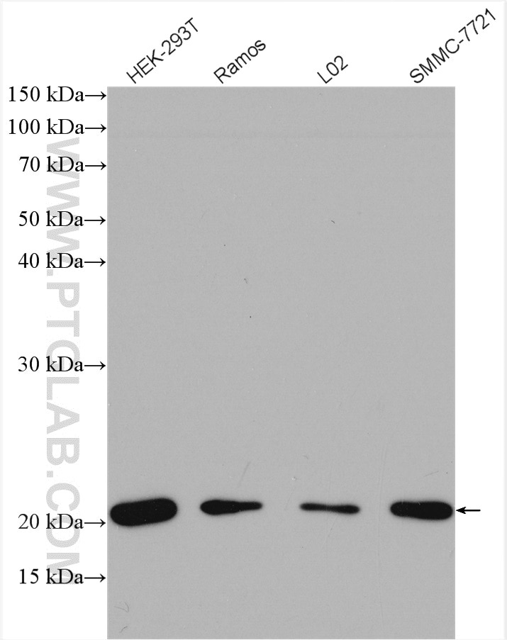 Western Blot (WB) analysis of various lysates using UBC12 Polyclonal antibody (14520-1-AP)