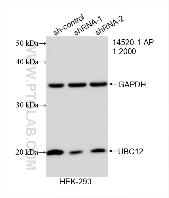 Western Blot (WB) analysis of HEK-293 cells using UBC12 Polyclonal antibody (14520-1-AP)