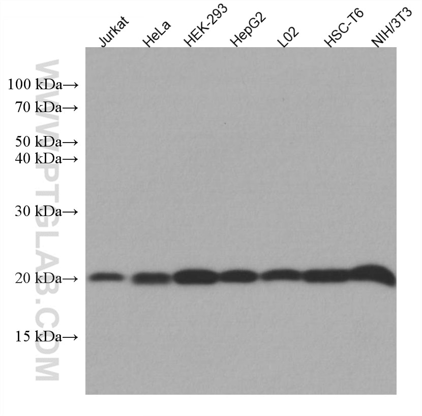 Western Blot (WB) analysis of various lysates using UBC12 Monoclonal antibody (67482-1-Ig)