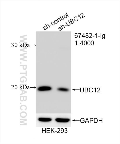 Western Blot (WB) analysis of HEK-293 cells using UBC12 Monoclonal antibody (67482-1-Ig)